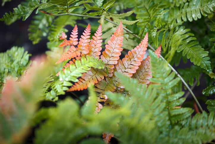 Florida Ferns