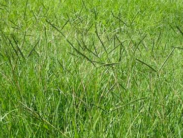 Bahia Grass.