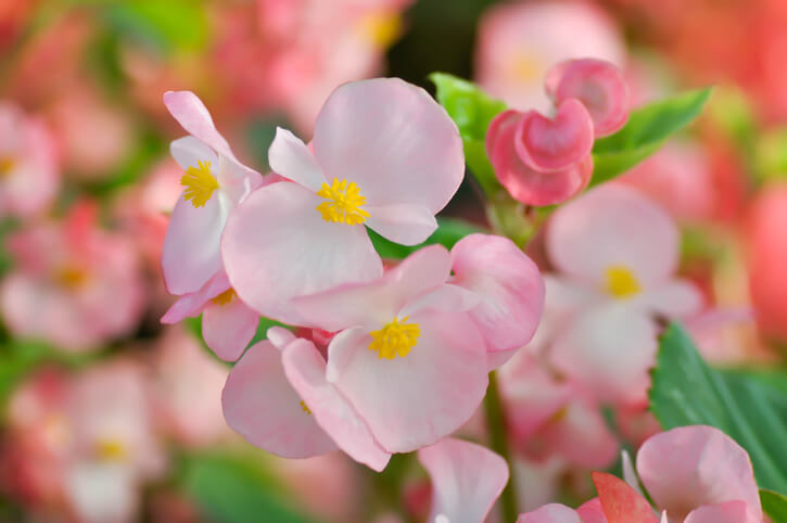 Begonia Flowers