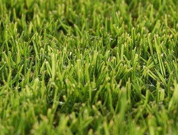 Bermuda Grass