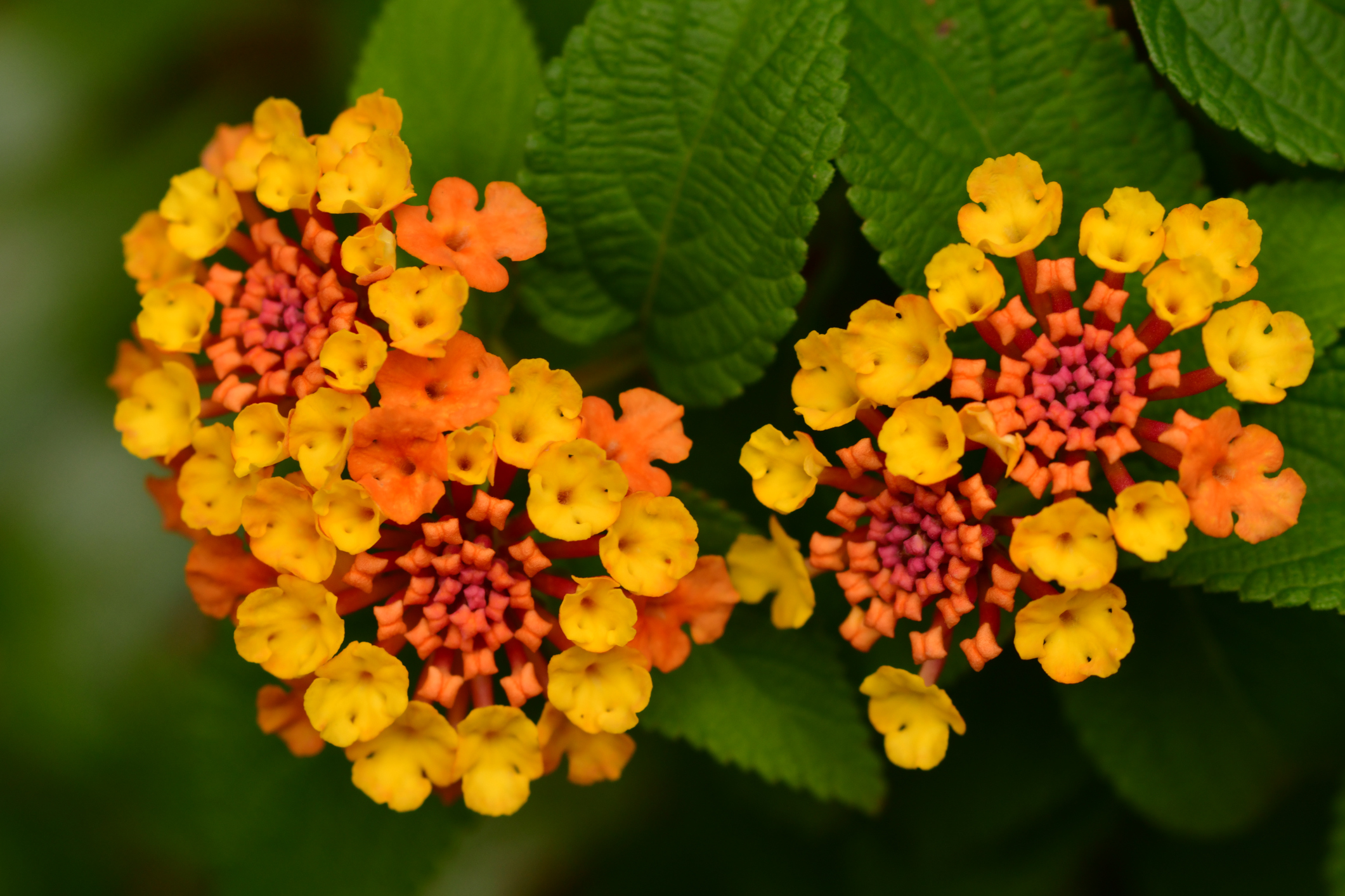 “Lantana”/