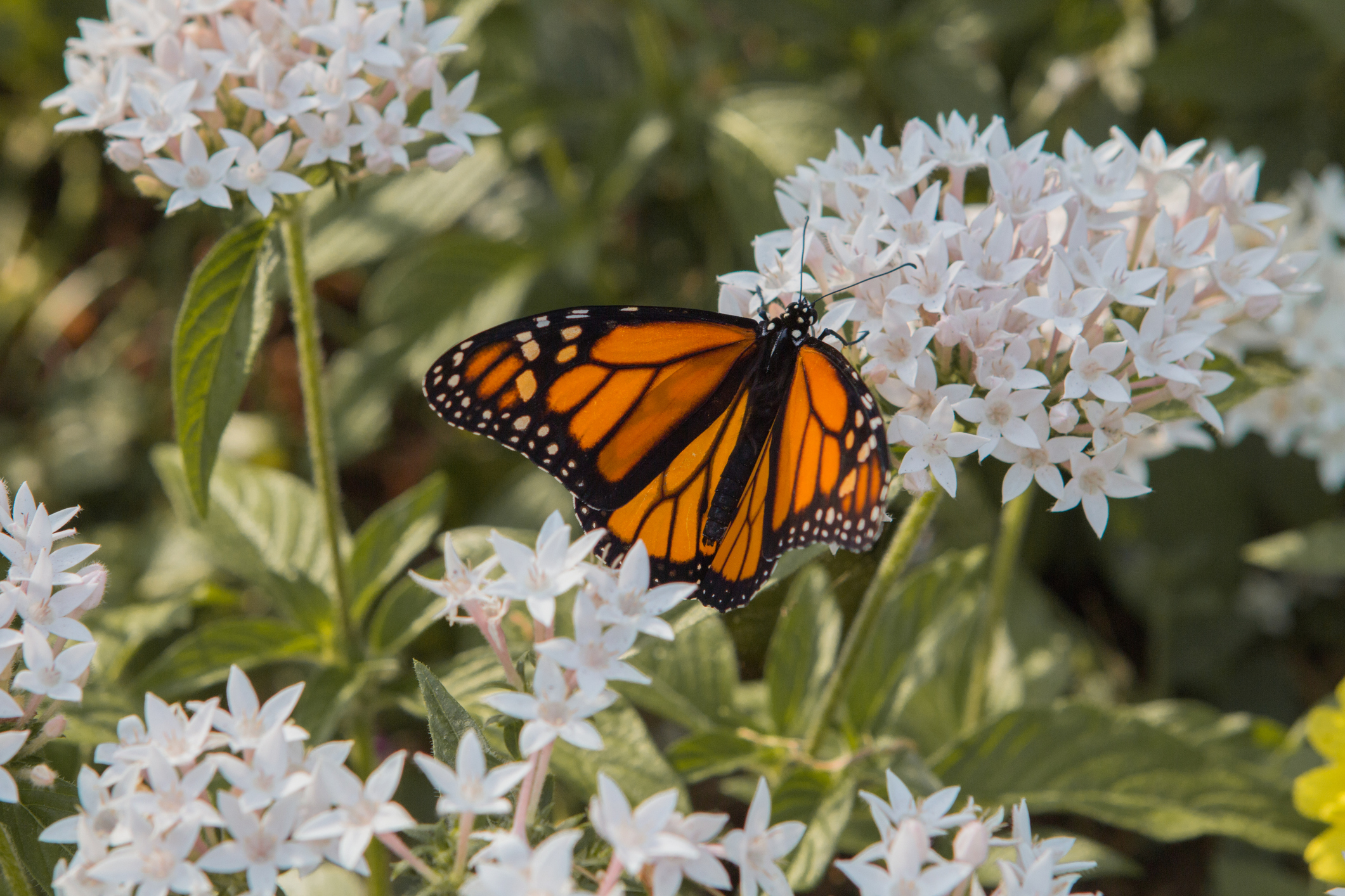 “Milkweed”/