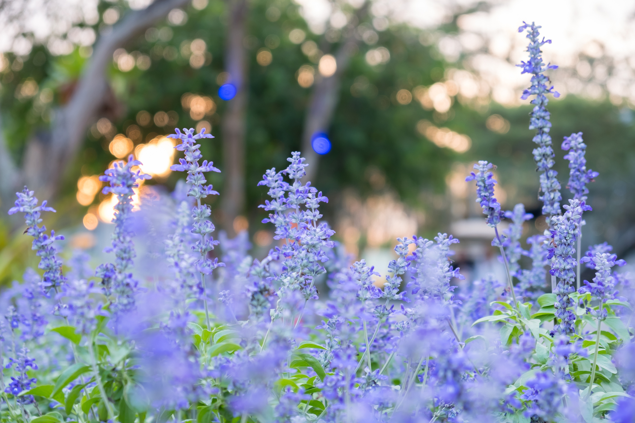 Salvia Flowers