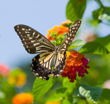 Butterfly Garden Landscaping by Evergreen Law Care in Gainesville, FL