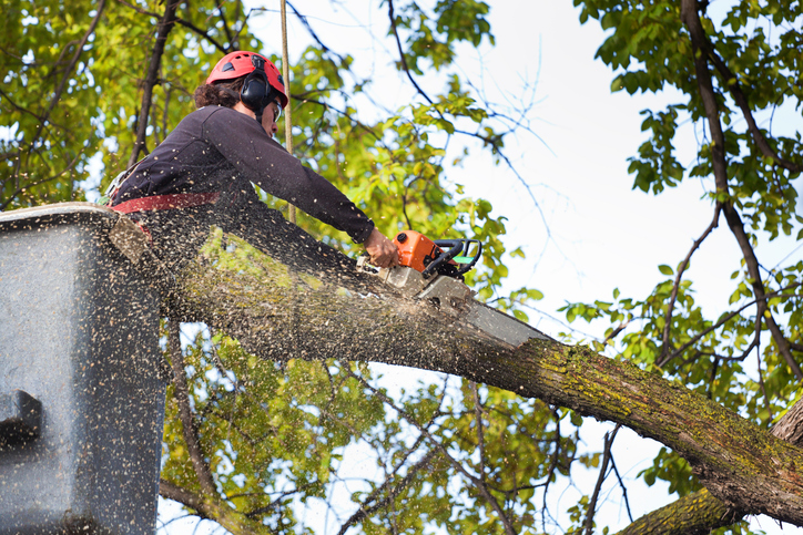 Canopy Raises in Florida