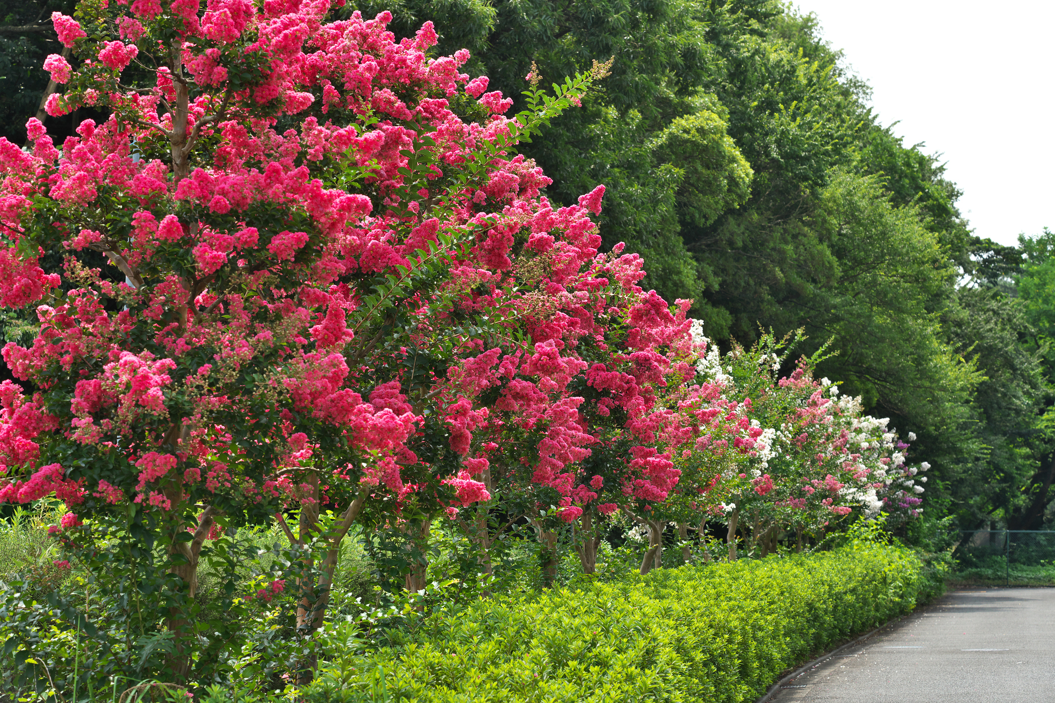 Crepe Myrtle Maintenance in Florida