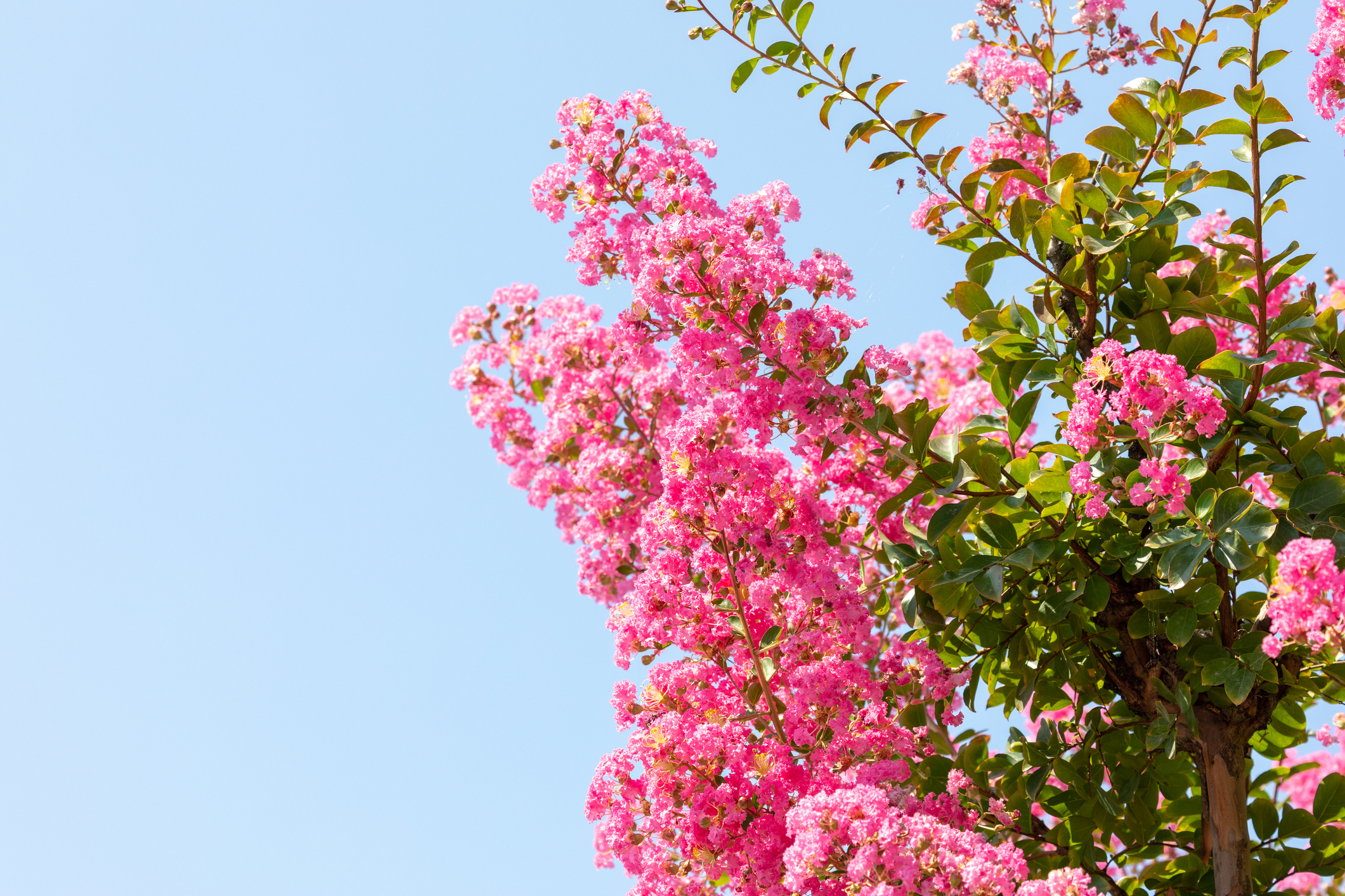 Crepe Myrtle Pruning in Florida