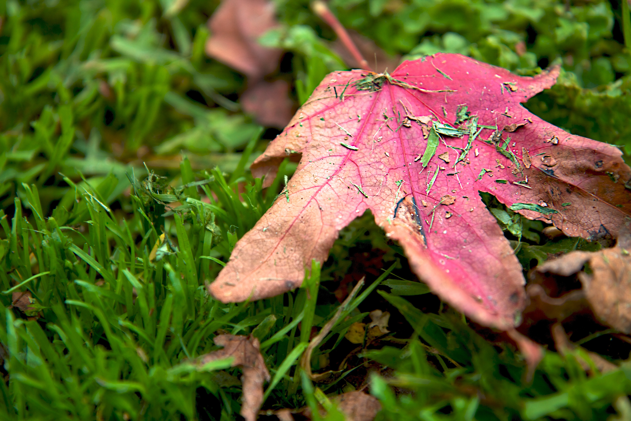 Fall Leaf Cleanup in Gainesville, FL