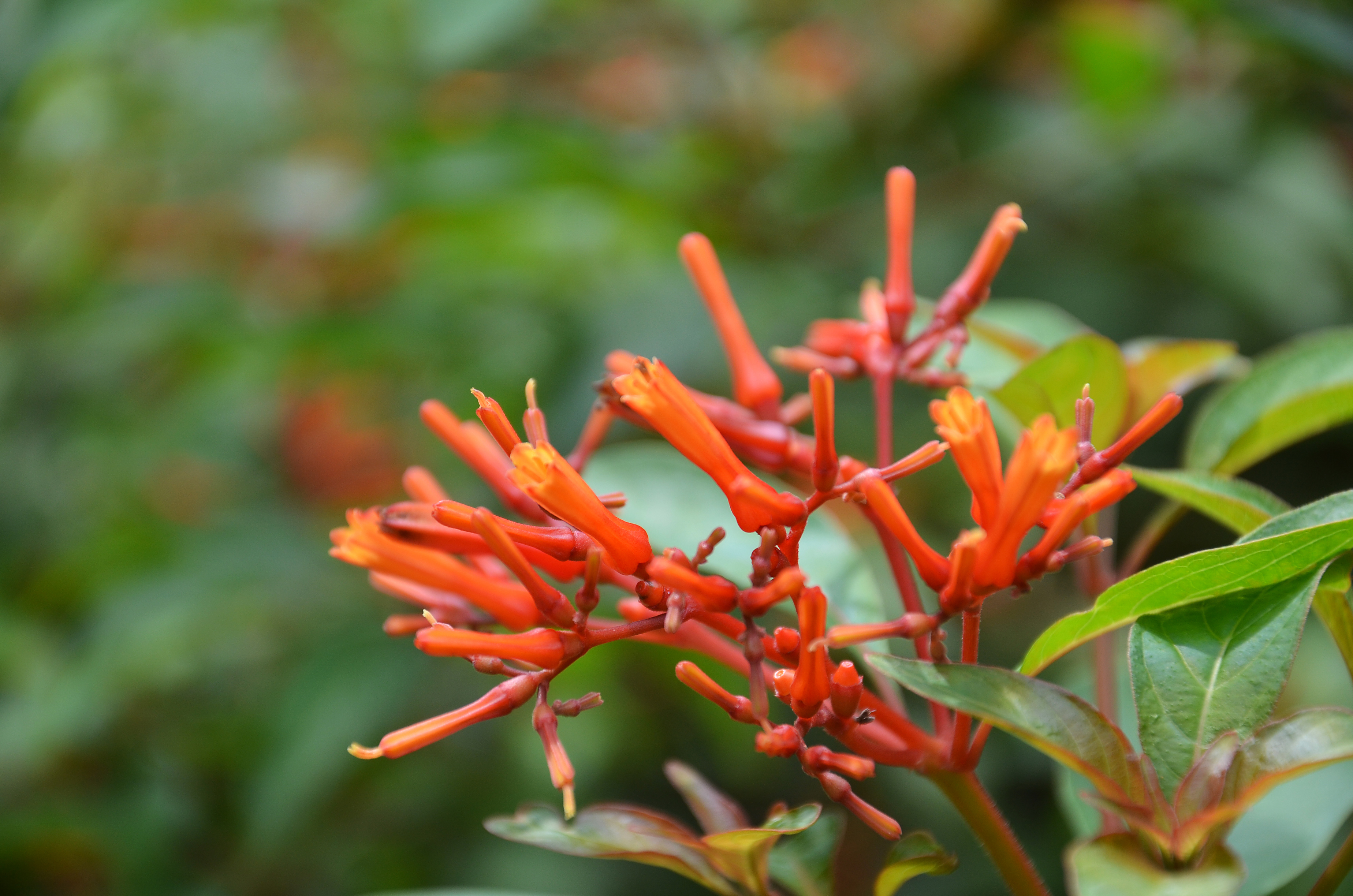 Firebush Flowers