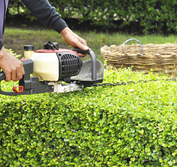 Hedge Trimming by Evergreen Law Care in Gainesville, FL