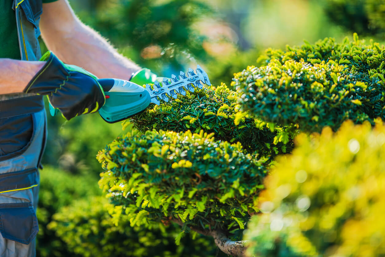 Improving Air Quality With Gainesville Commercial Landscaping