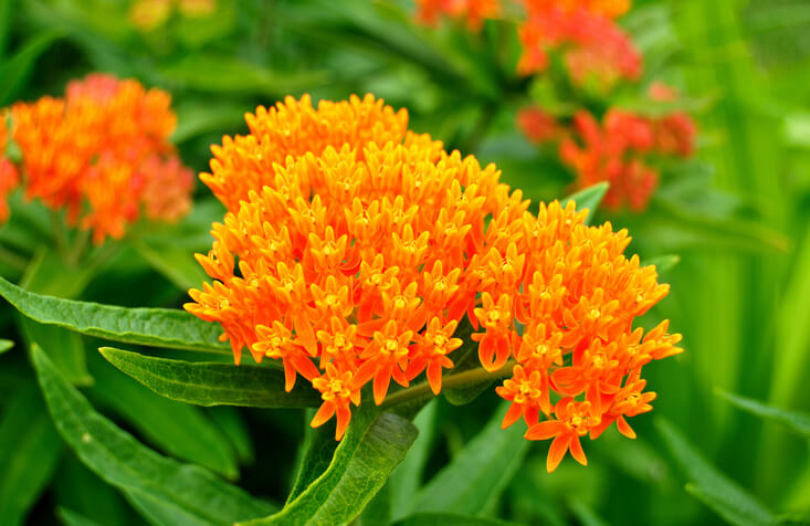 Florida Milkweed