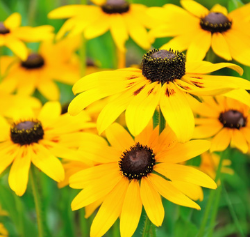 Native Planting by Evergreen Law Care in Gainesville, FL