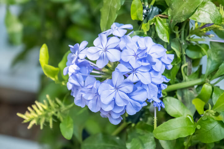 Plumbago Flower