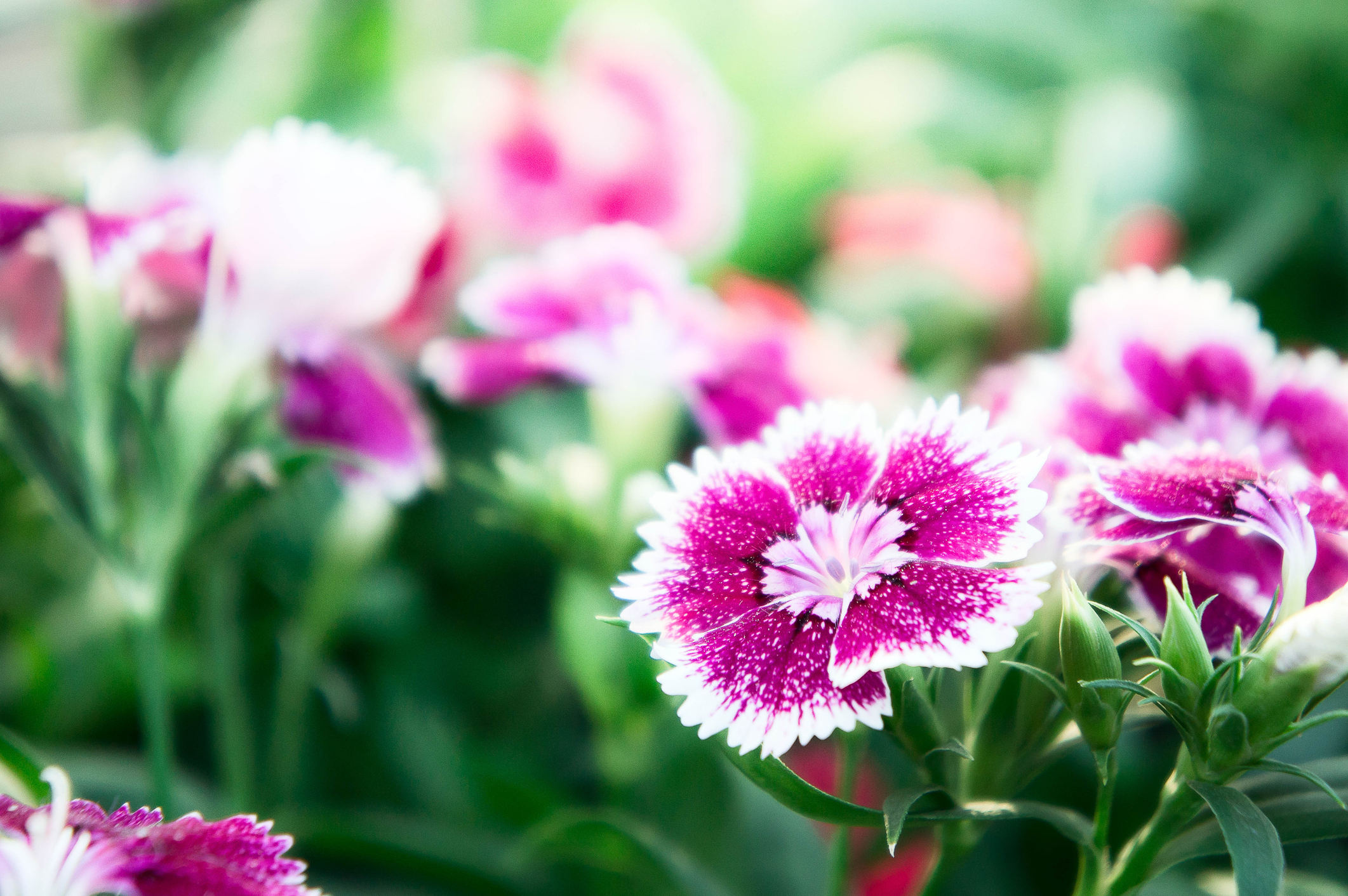 “Dianthus”/