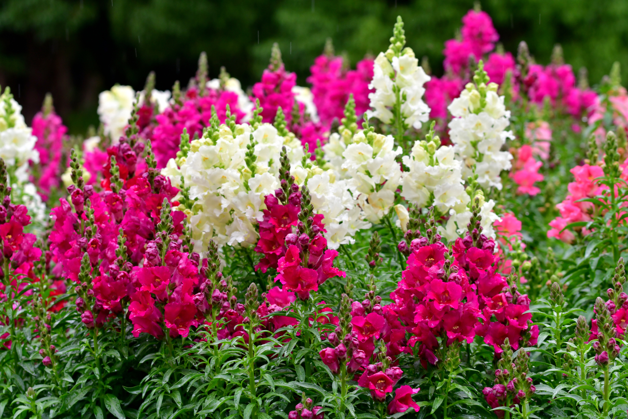 “Snapdragons”/