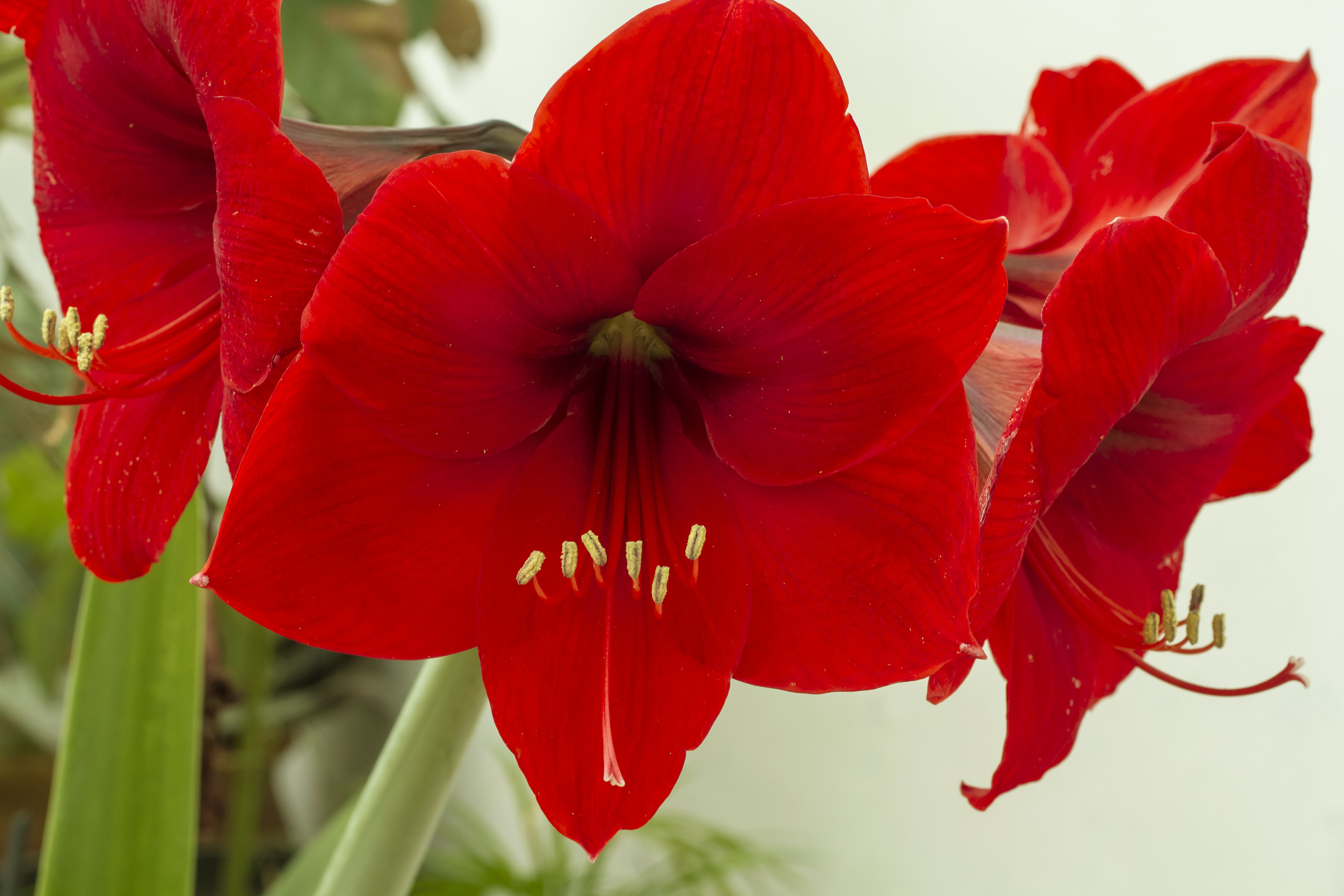 Amaryllis Flowers