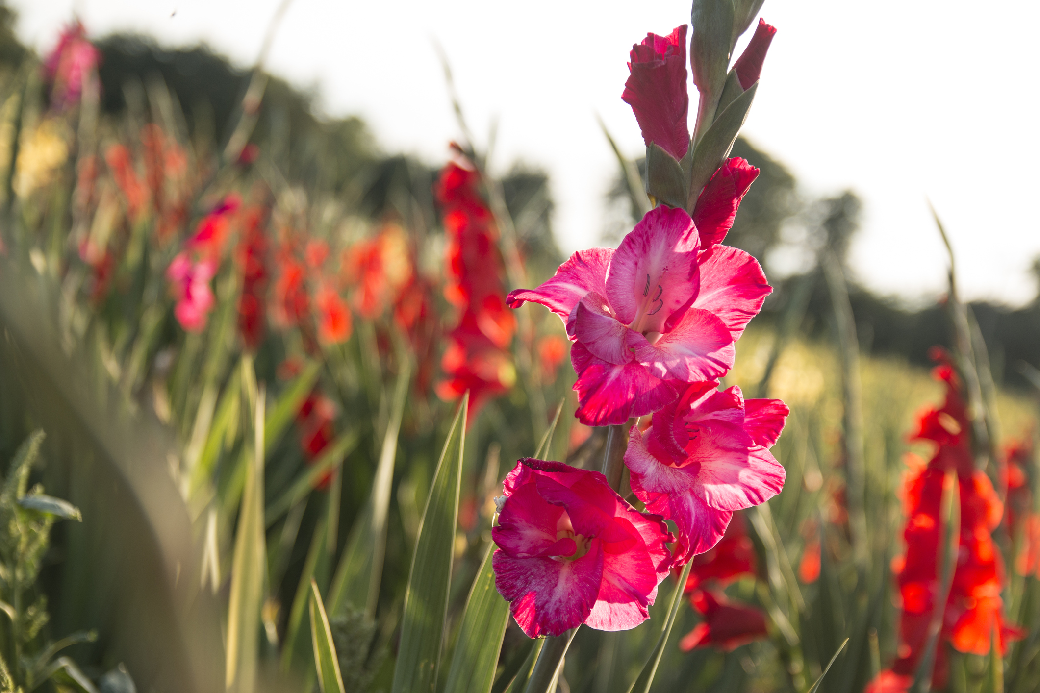 Gladiola