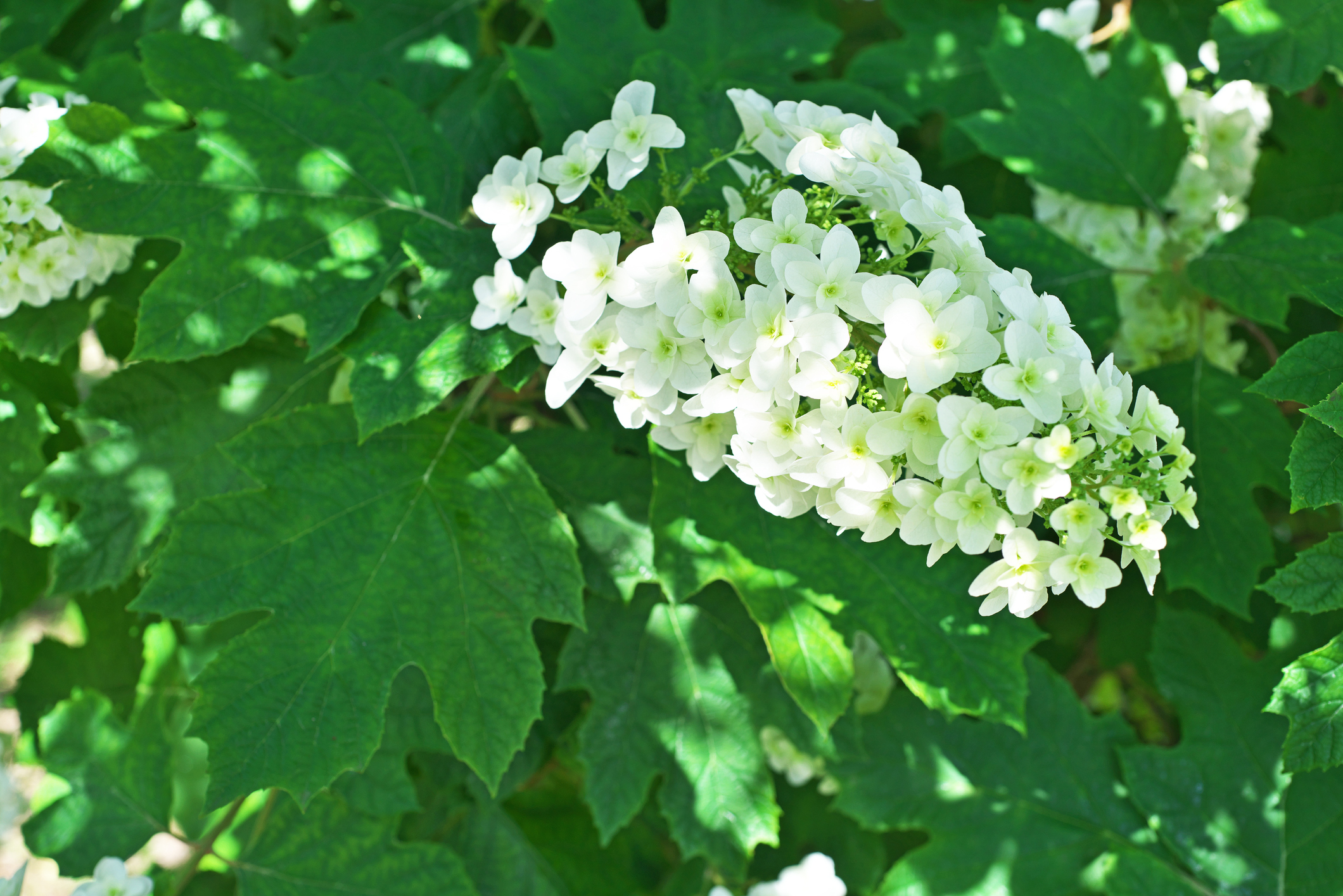 Oakleaf Hydrangea