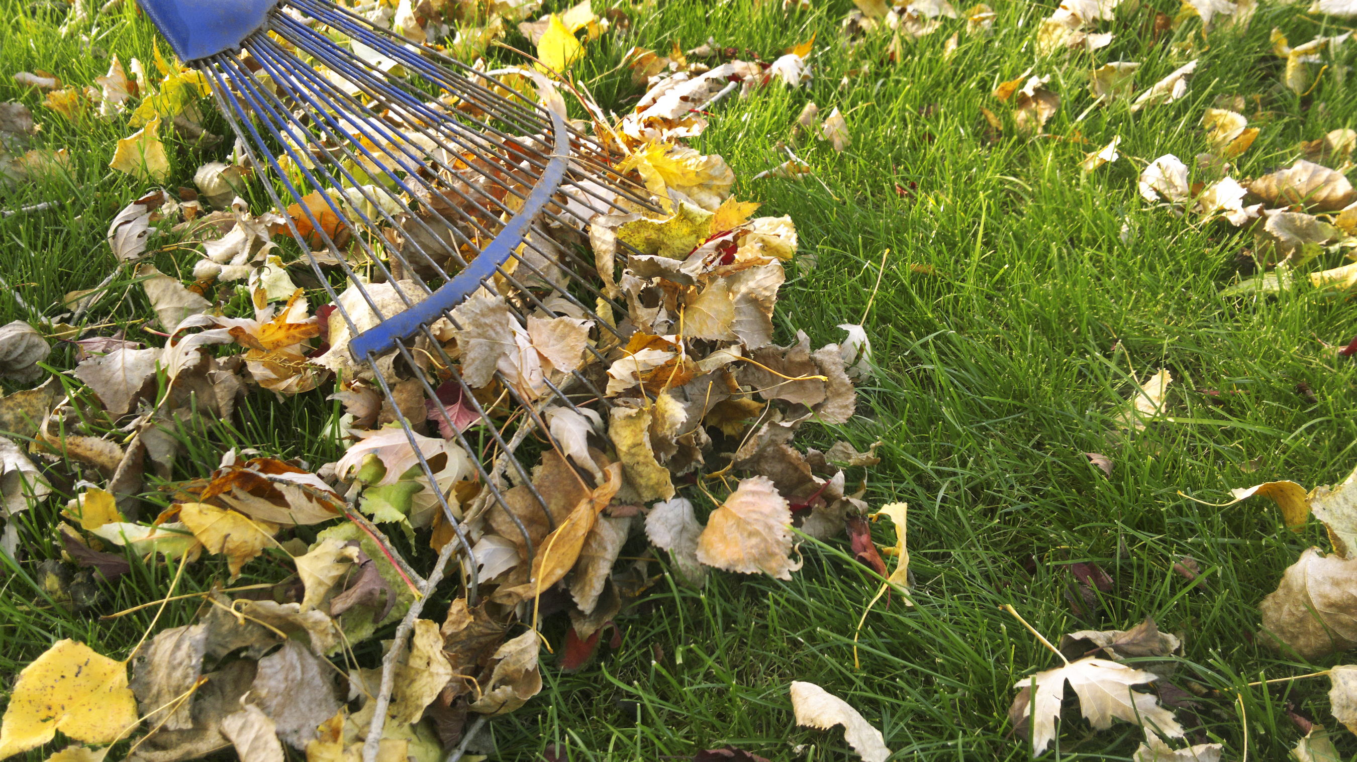 Fall Lawn Cleanup