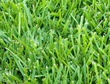 St. Augustine Grass