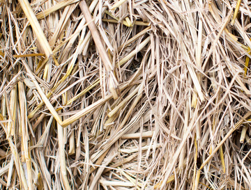 Thatch Grass