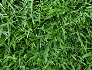 Zoysia Grass