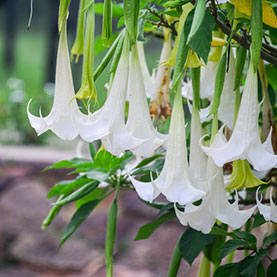 Hardy Plants to Survive the Winter