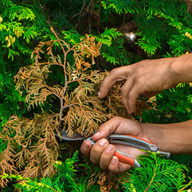 How to Prune to Prep for Storms