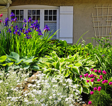 Florida Native Planting