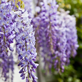 10 Plants You’ll Regret Introducing In Your Yard