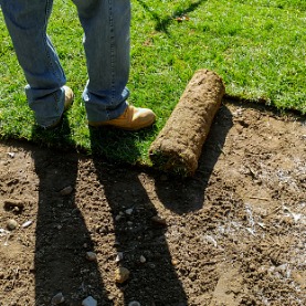 5 Lawn Issues Sod Can Solve