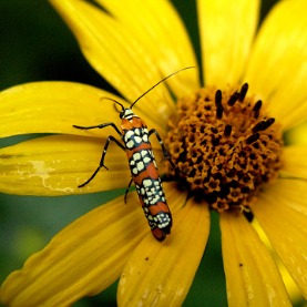 5 Pests Common To Gainesville Landscaping & What To Do About Them