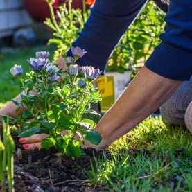 Tips For Low-Maintenance Landscaping