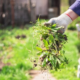 4 Commercial Lawn Care Tips To Keep Those Pesky Weeds Away