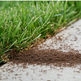 Image for How To Protect Your Yard From Pests