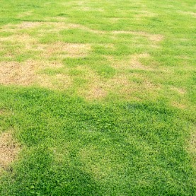Image for What To Do About Lawn Fungus