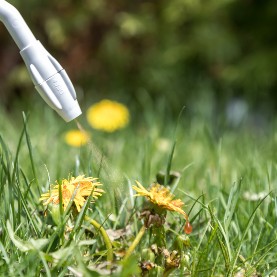 Lawn Care 101: Tips For Controlling Common Weeds In Your Florida Lawn