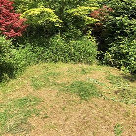 How To Revive Your Lawn Post-Summer