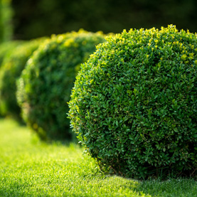 Why are my spring shrubs not blooming?