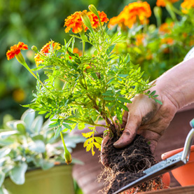 Now is the perfect time to plant flowers and vegetables!