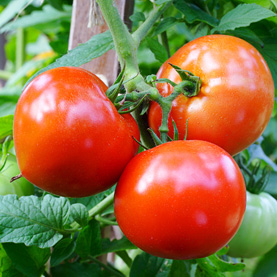 Early May is a great time to plant tomatoes in Gainesville!