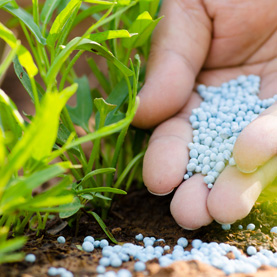 Should I use organic or chemical fertilizers?