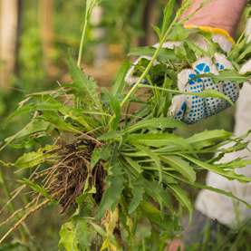 How to get rid of those Pesky Weeds!
