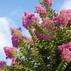 Beginner's Guide to Crepe Myrtles!